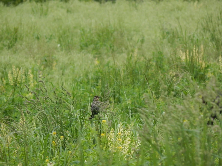 a bird sitting in a grassy field surrounded by wildflowers