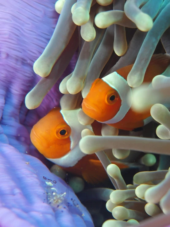 anemone and clownfish in the sea anemones in the water