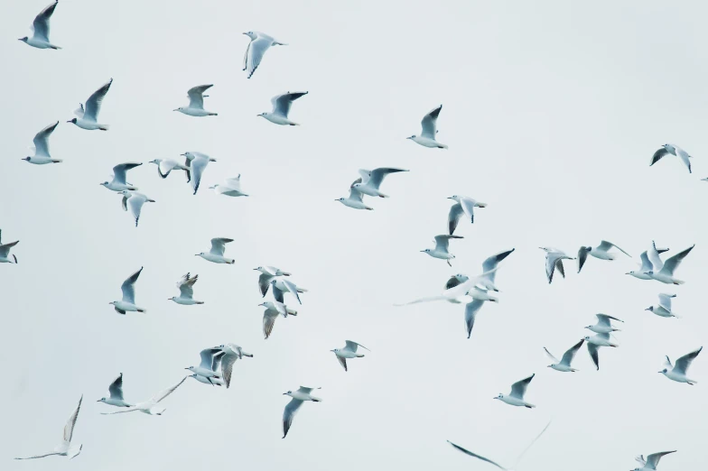 a flock of birds flying in the sky