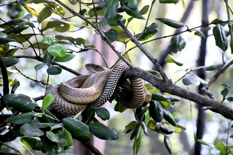 snake hanging upside down on nch of tree