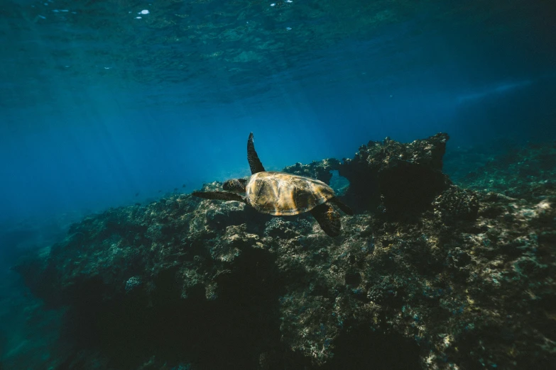 the turtle is laying down on the rock