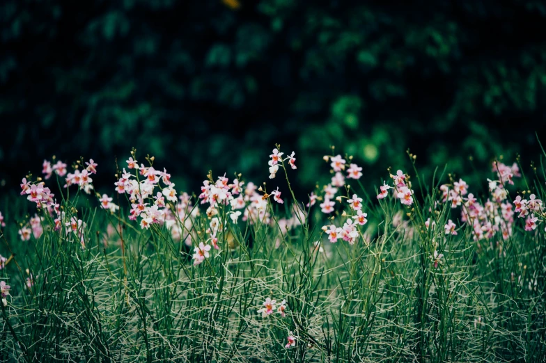 many pink flowers and a yellow bird are shown in the middle of some grass