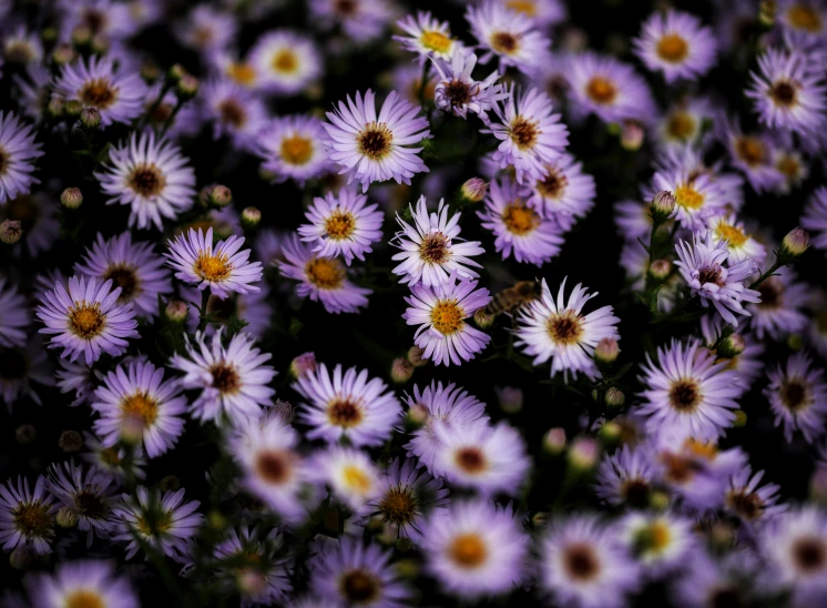 many purple flowers blooming together outside of a building