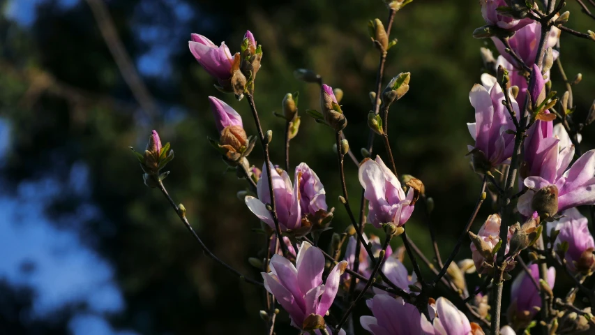 a plant that has very purple flowers in it