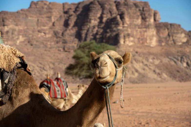 some brown camels and rock formations on a sunny day