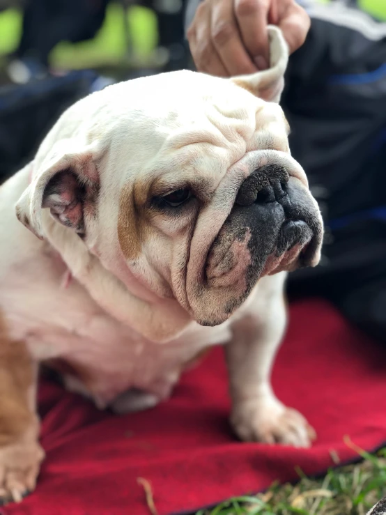 a dog that is on top of a blanket