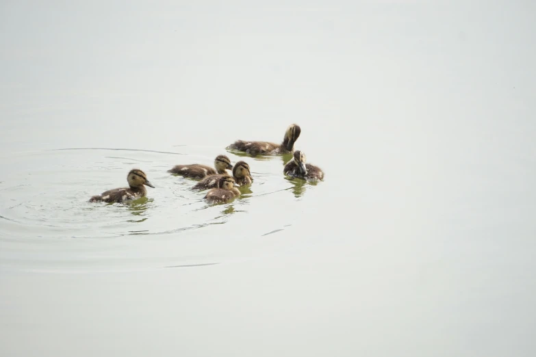 ducks are swimming together in the water