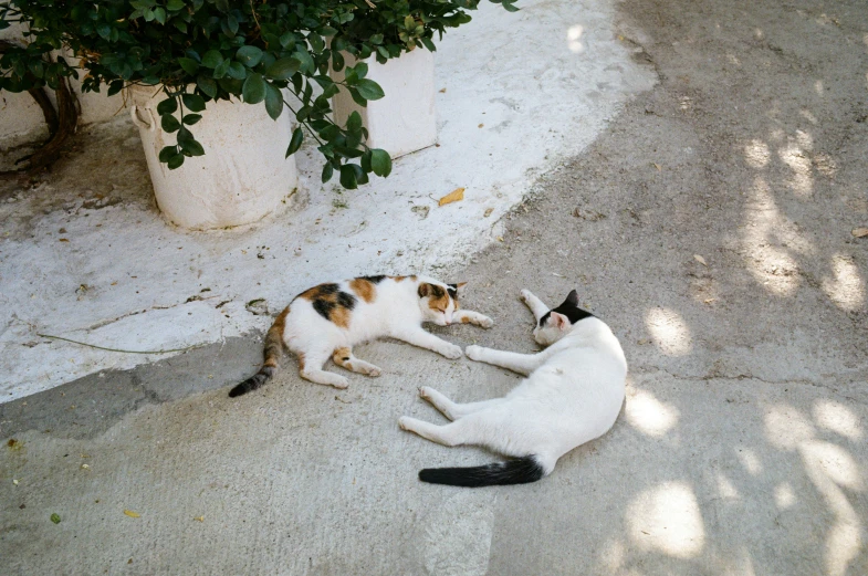 a couple of cats that are laying in the street