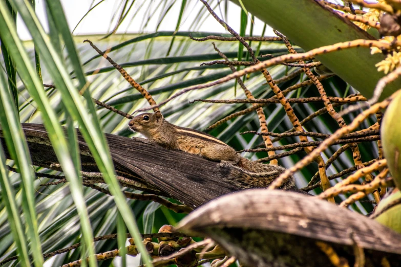 a small bird sits on top of a nch