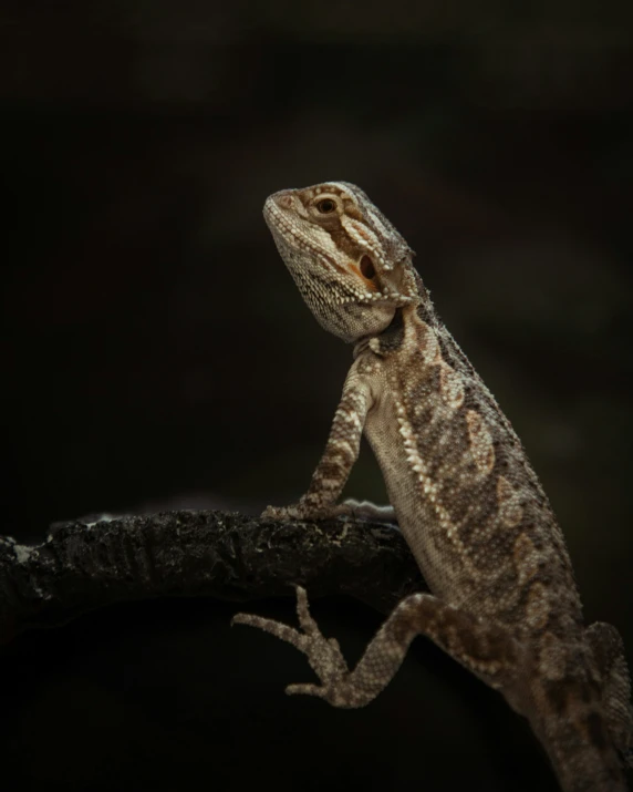 a close up of a gecko on a nch