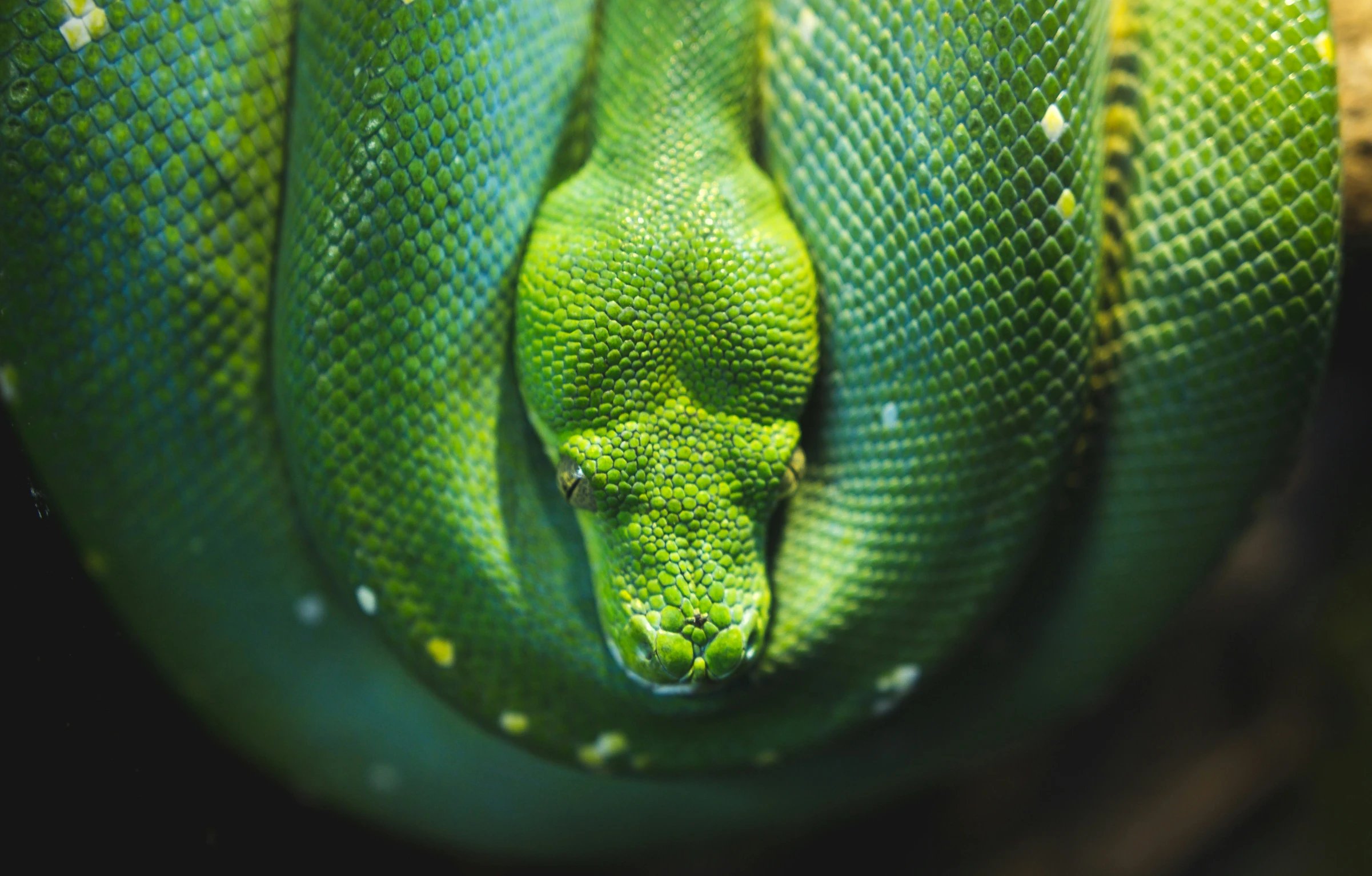 a large green snake curled up in its habitat