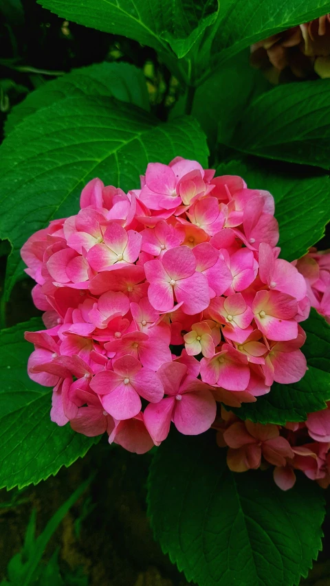 a bright pink flower growing in a bush with green leaves