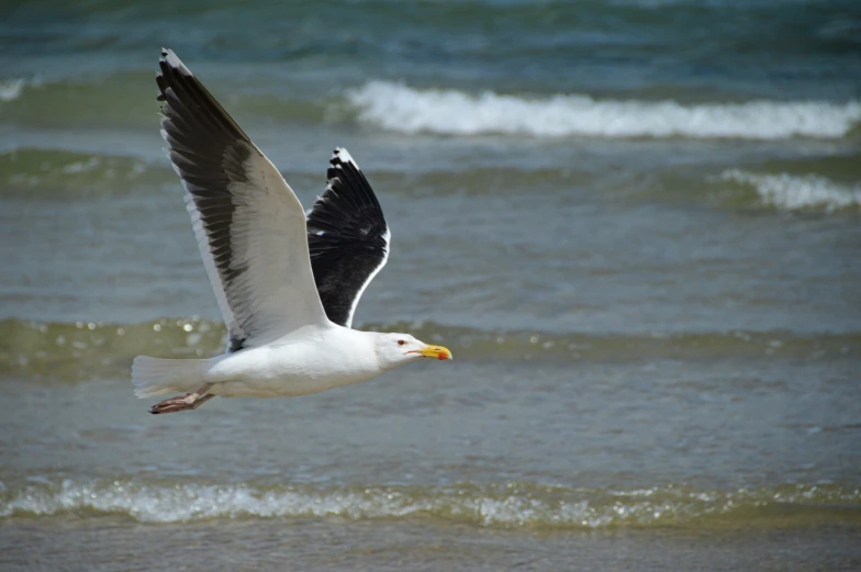 a bird flying over the water by the shore