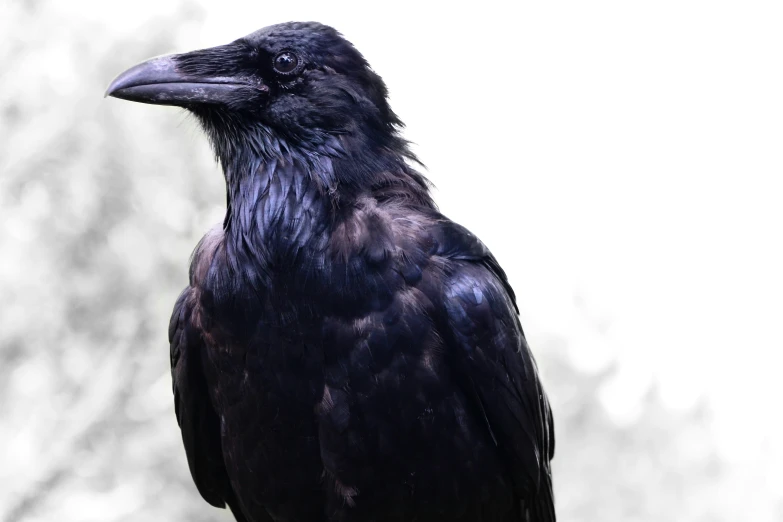 a black bird standing on top of a tree nch