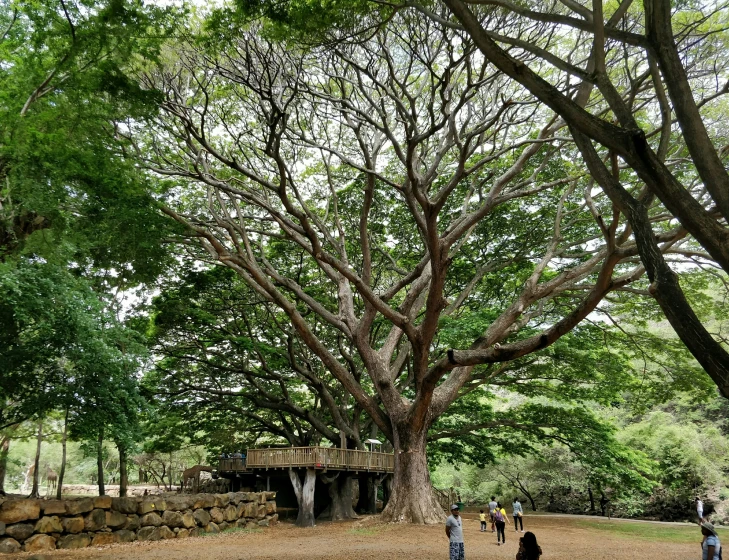 a big tree with lots of nches that has people walking by it