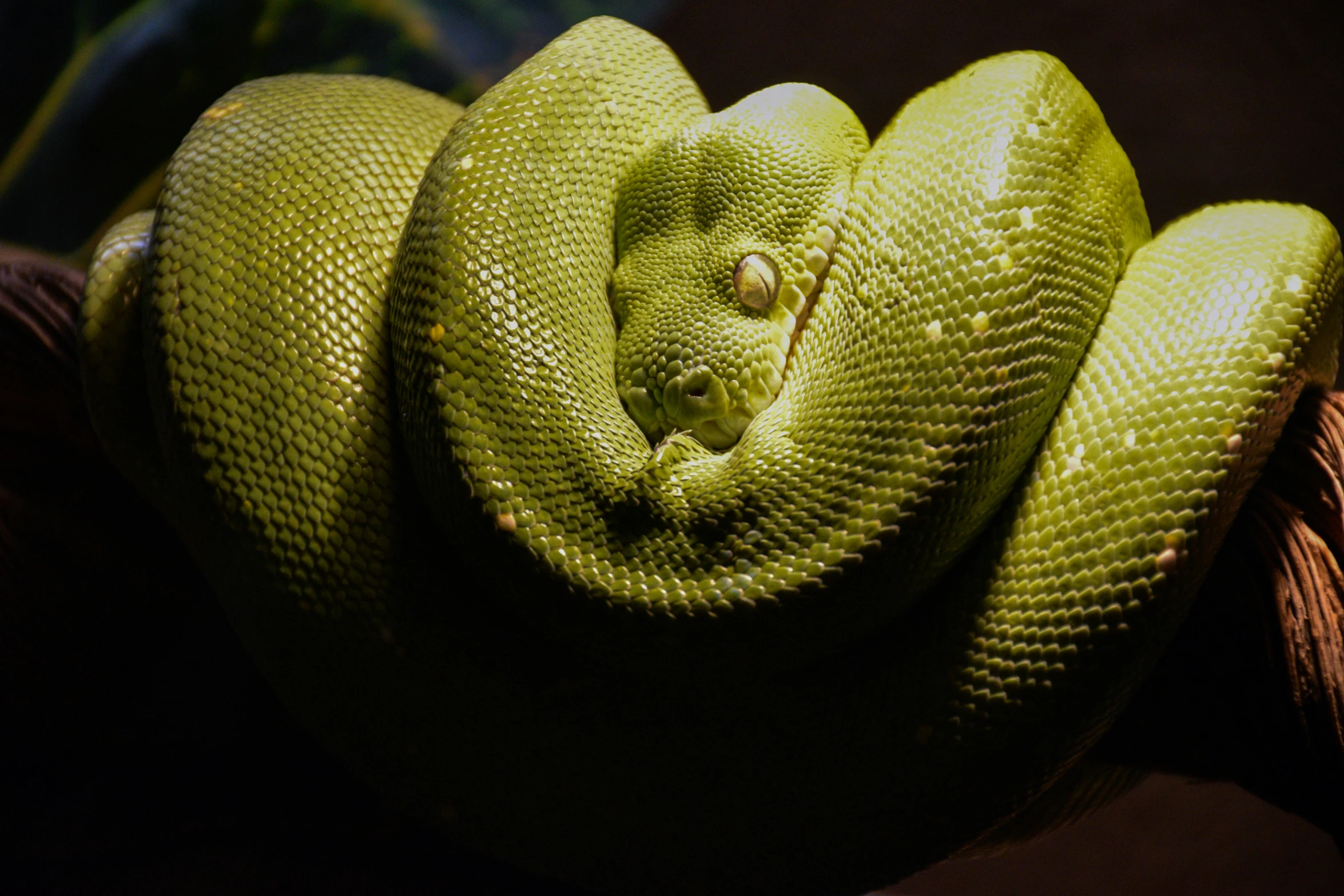 a green snake with a black eye and a ball in the background