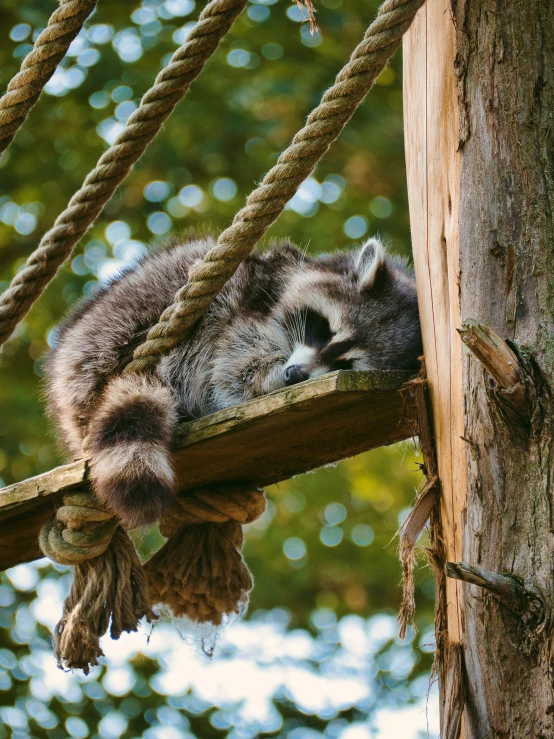 a rac is lying on a wooden post