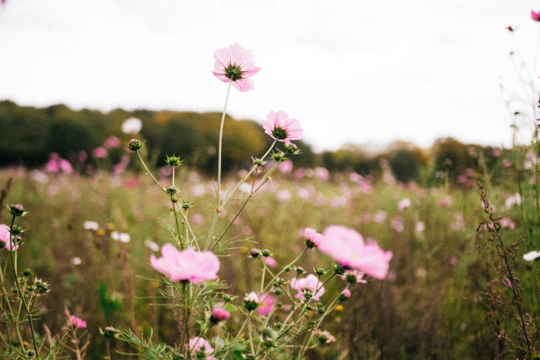 many small flowers are blooming in the open field