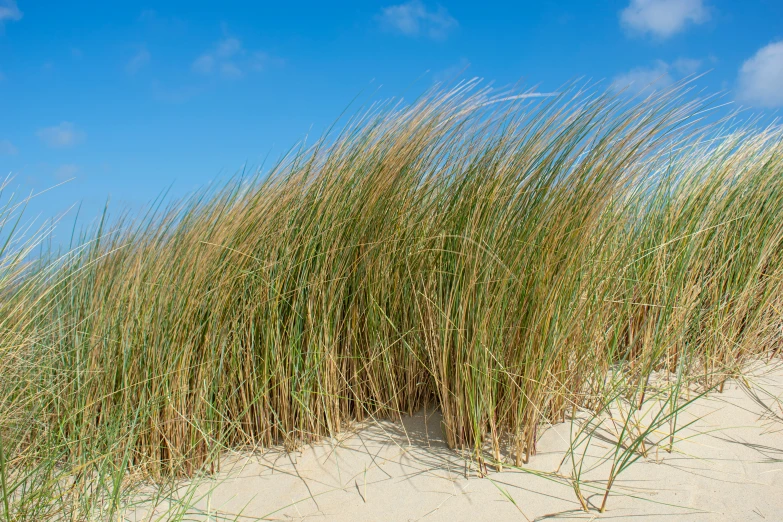 a fire hydrant on the beach with tall grasses