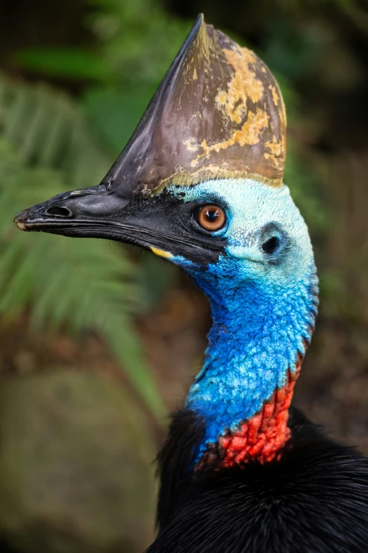 a black bird with a blue head and red feathers and a yellow bill