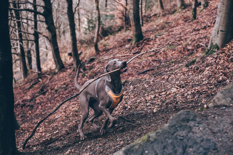 a dog with a stick in its mouth walking up a hill