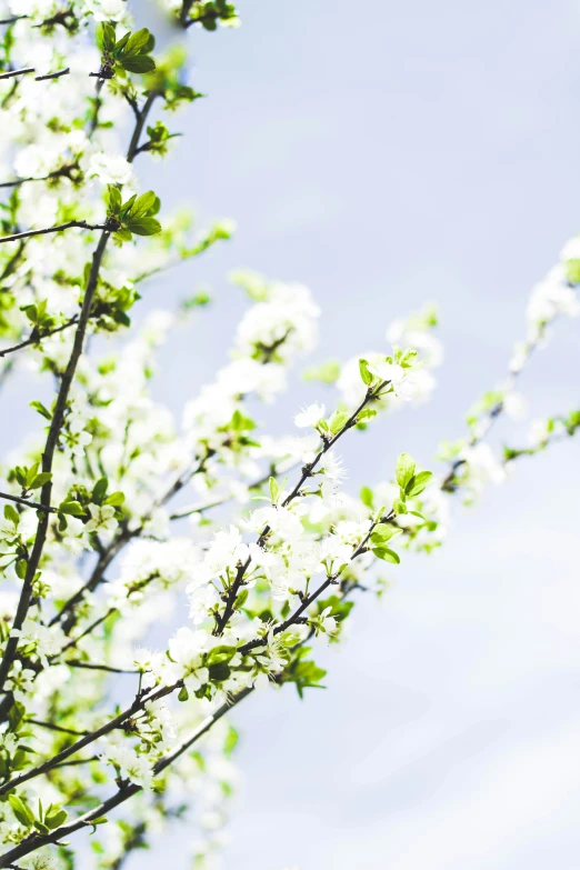 white flowers are blooming from the green leaves of a tree