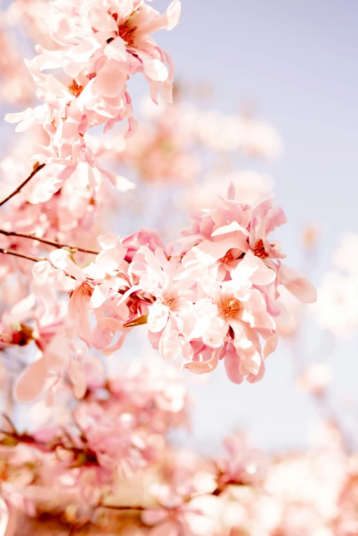 a pink tree nch with a sky background