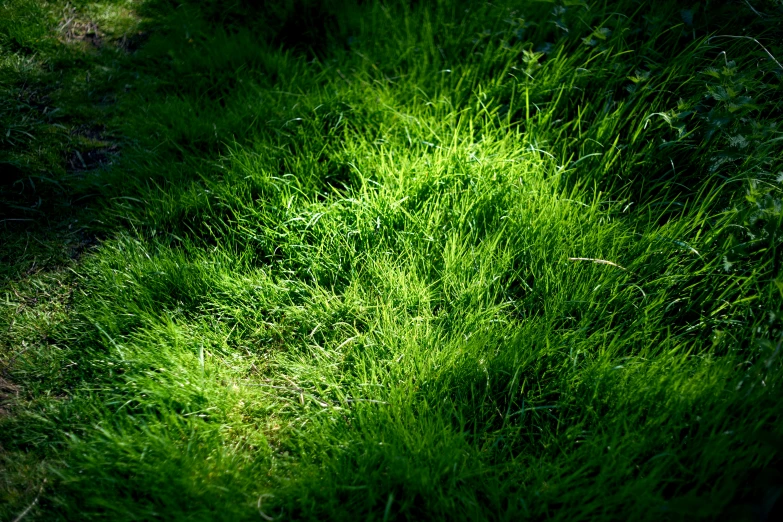 a fire hydrant standing in the middle of a lush green field