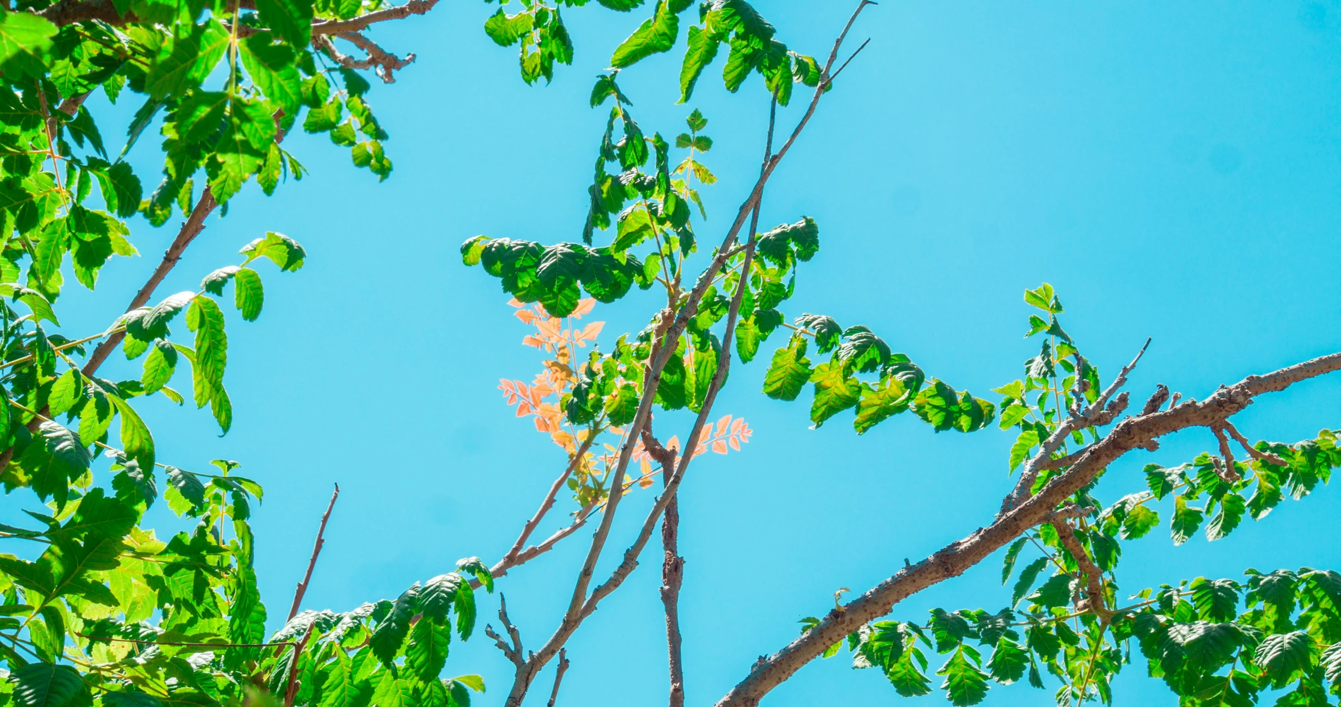 the leaves are in front of blue sky