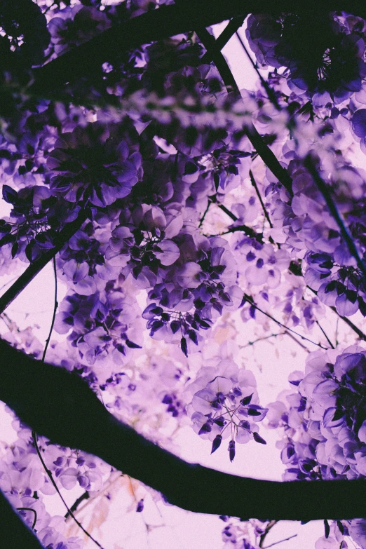 the tree in the park looks like it has blossoms