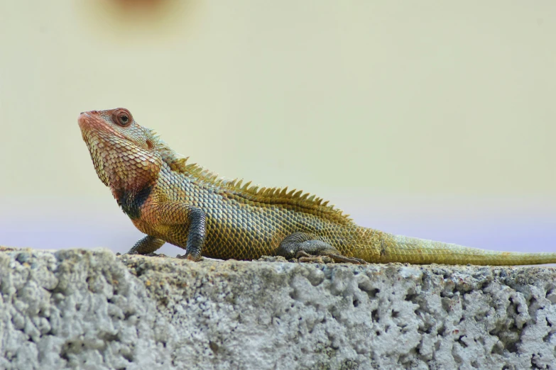 a large lizard that is standing on some concrete