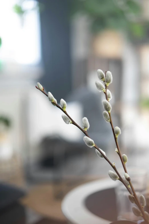 the small white flowers have tiny buds on them