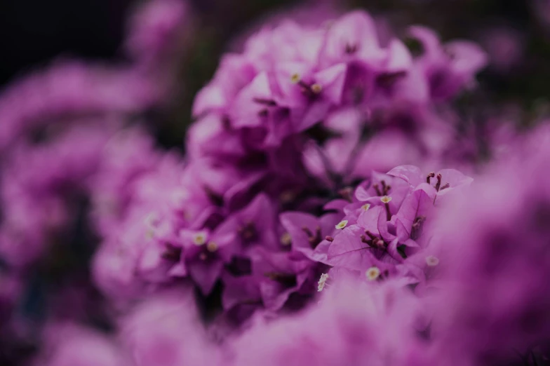 bright purple flowers in an abstract display of color