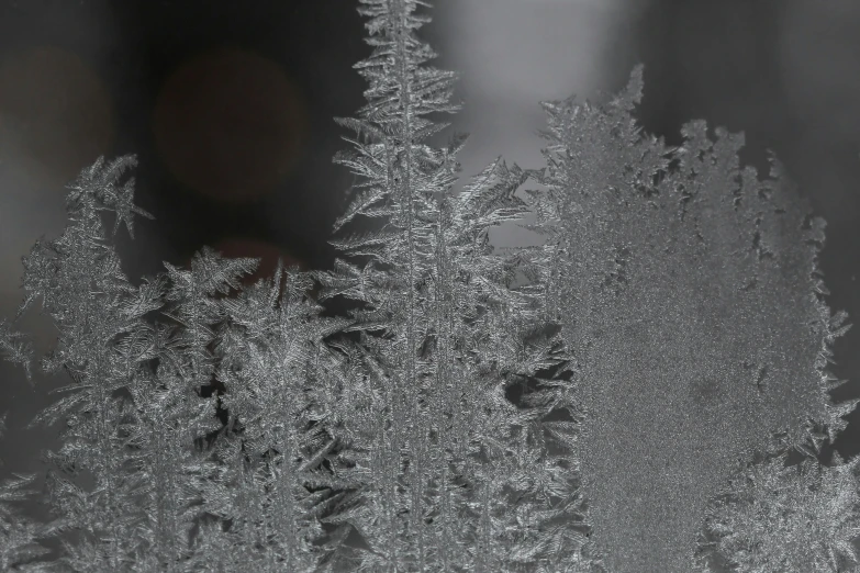 the frosting design of the frosted trees is visible through a window