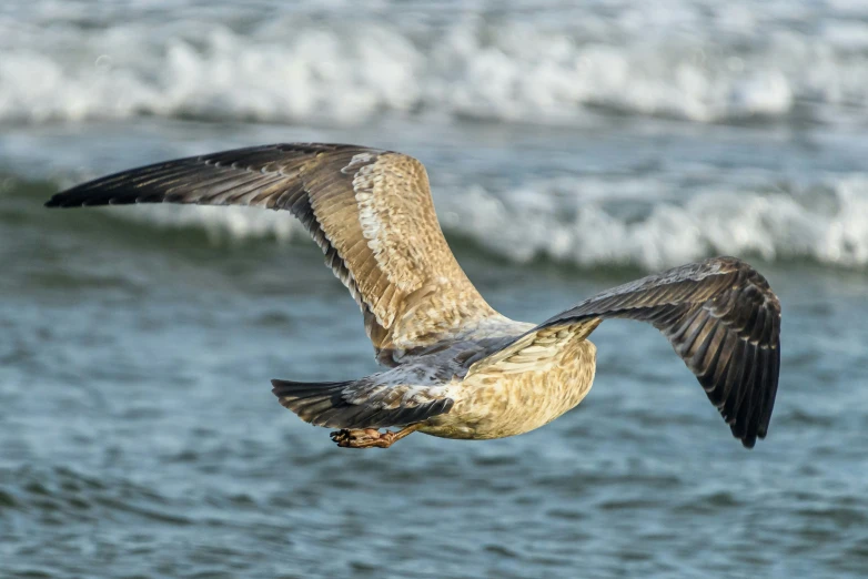 the large bird flies in the sky above the ocean