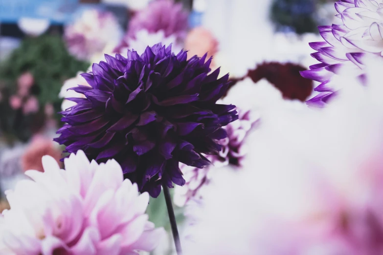 colorful flowers sitting in the middle of a field