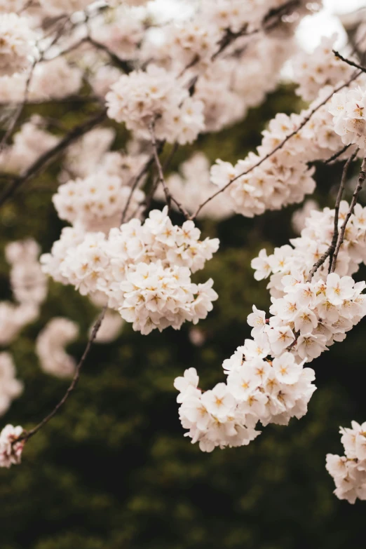 a close up of some very pretty flowers