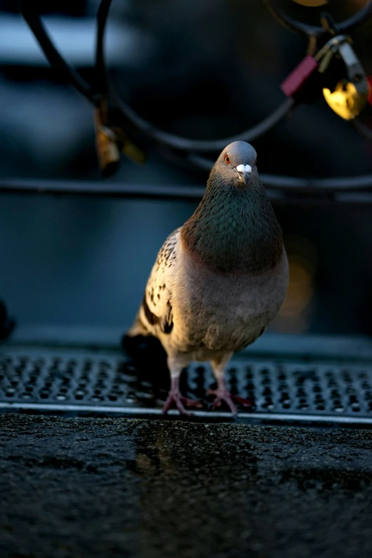 a bird that is standing on the floor