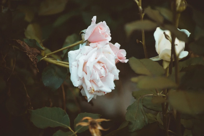 the petals of the pink rose look wilting