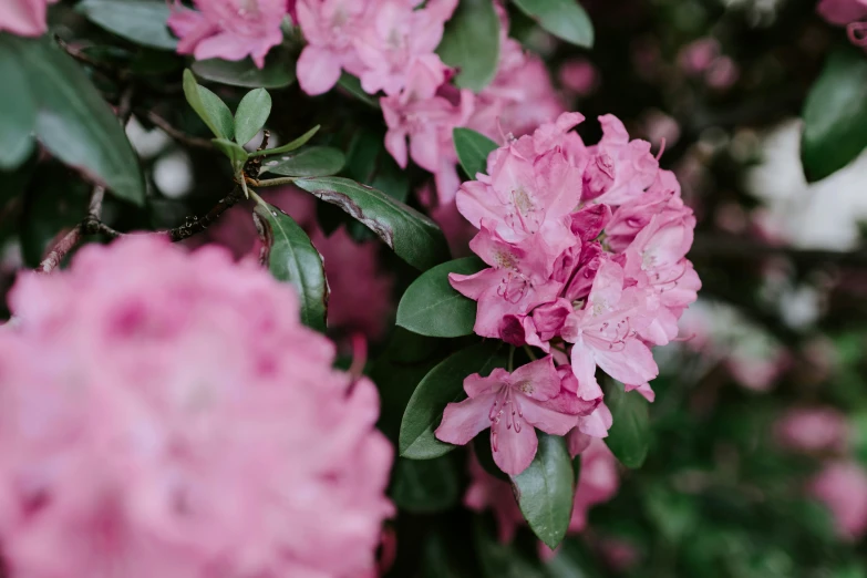 pink flower with green leaves in front of a white wall