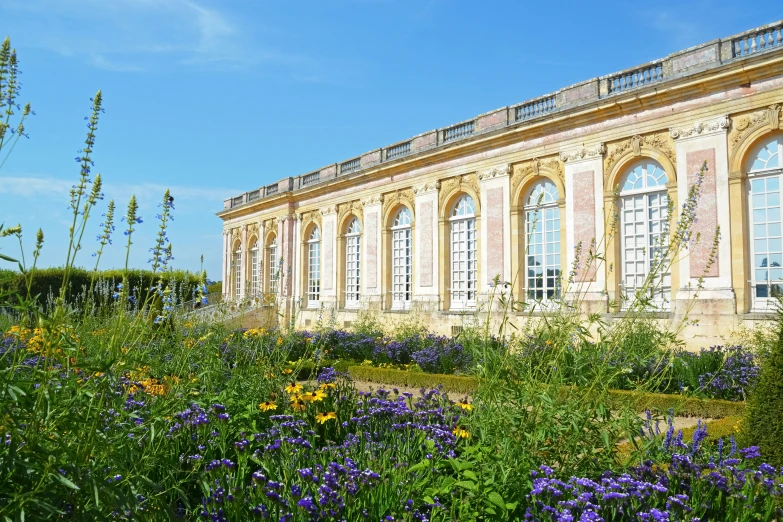 a very pretty garden with purple and yellow flowers