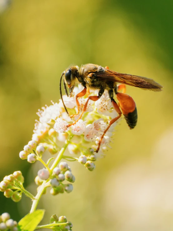 a bee with yellow antennae on the tip of a flower