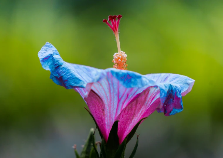 a pink and blue flower with the end of it