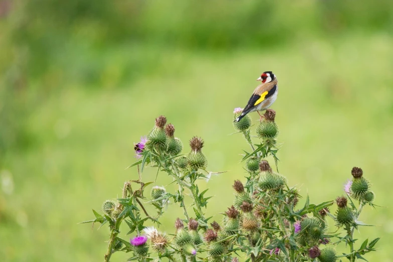 small colorful bird on tall thistle plant in green meadow