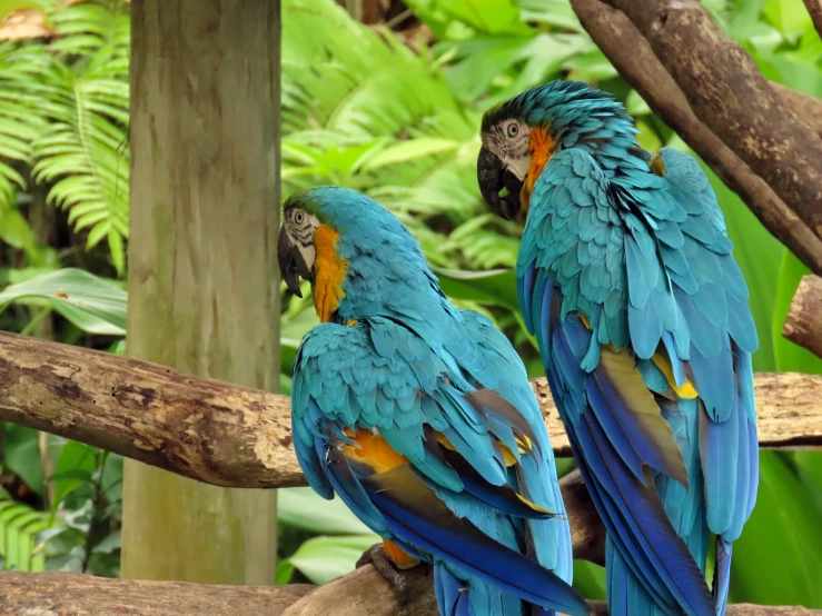 two large blue and yellow birds perched on nches