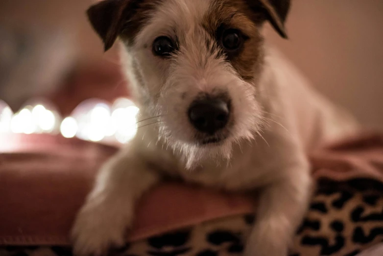 a small brown and white dog laying on top of a bed