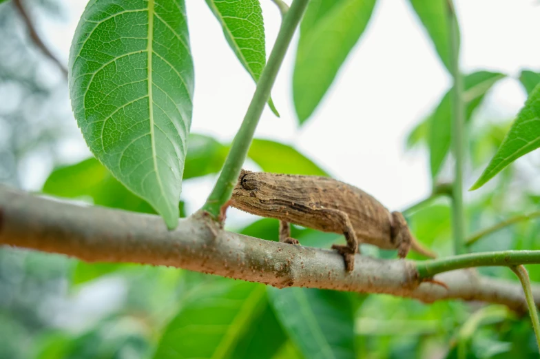 there is an adult lizard on a tree nch