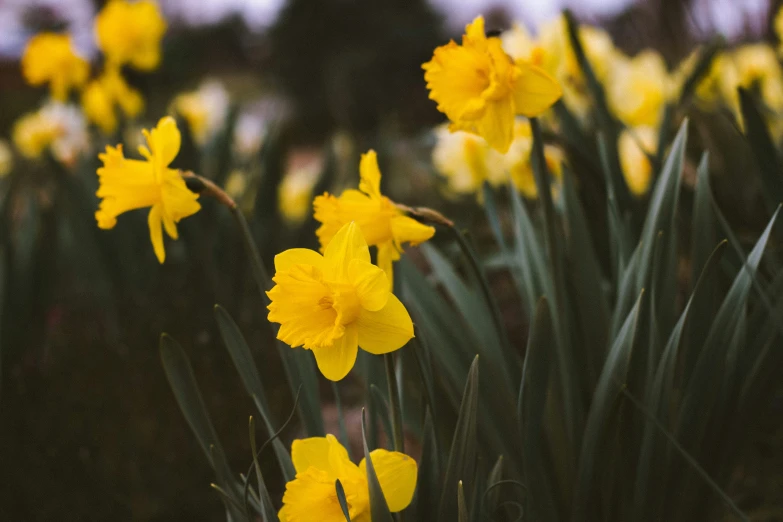 several yellow flowers that are growing in the grass