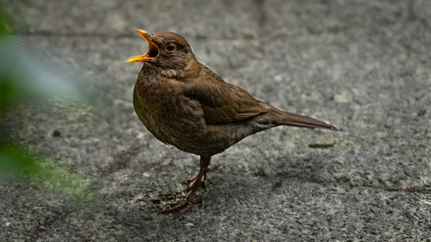 a small bird standing on cement with its beak open