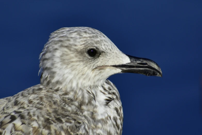 a close up view of a small bird against the sky